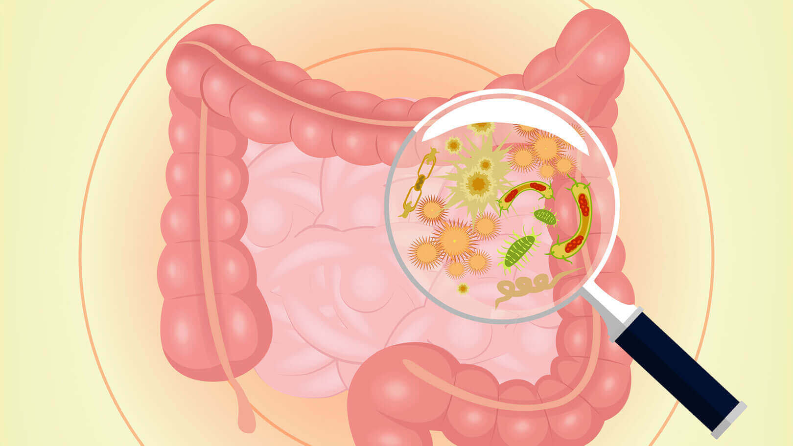 EHH Connection between Gut Microbiota and Weight